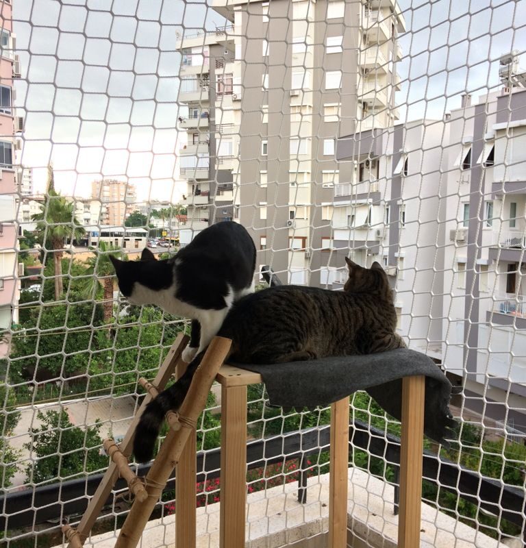 Kedi Filesi